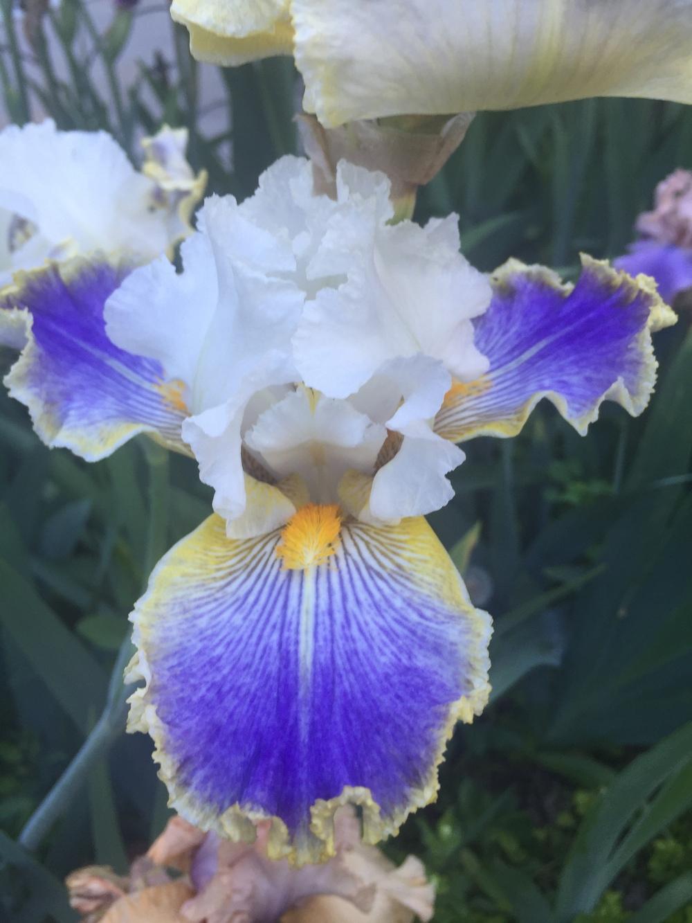 Photo of Tall Bearded Iris (Iris 'Wild Angel') uploaded by SpringGreenThumb