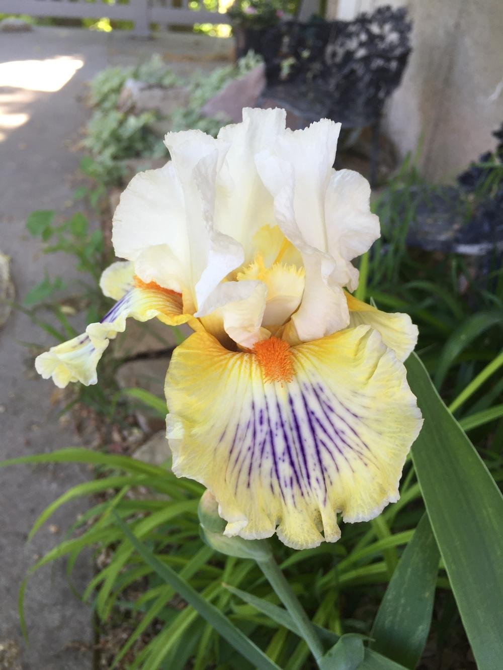 Photo of Tall Bearded Iris (Iris 'Exposé') uploaded by SpringGreenThumb