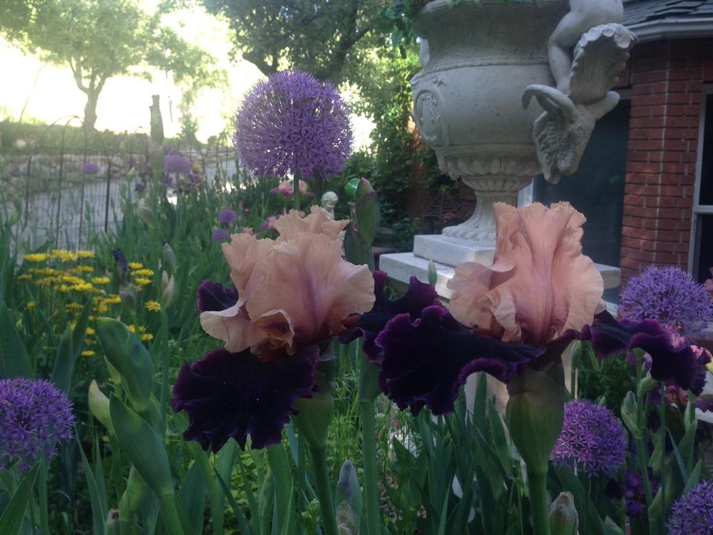 Photo of Tall Bearded Iris (Iris 'Prague') uploaded by SpringGreenThumb
