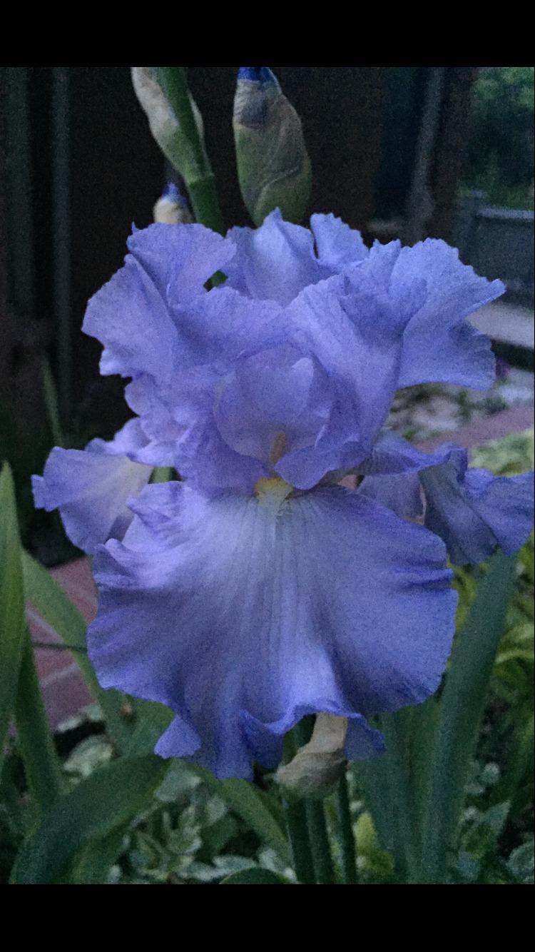 Photo of Tall Bearded Iris (Iris 'Absolute Treasure') uploaded by SpringGreenThumb