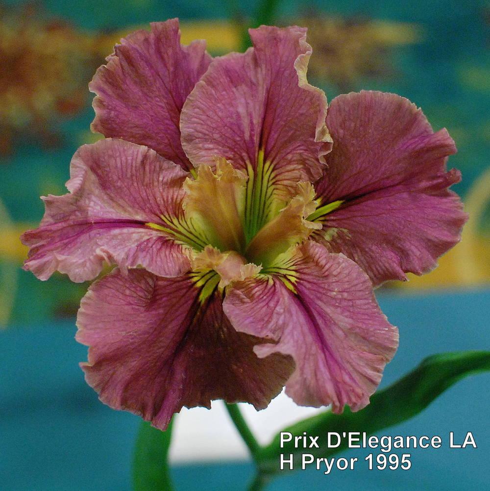 Photo of Louisiana Iris (Iris 'Prix d'Elegance') uploaded by coboro