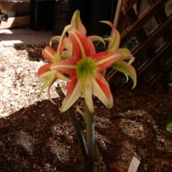 Location: AZ
Date: Spring 2016
First year bulb, I am very happy with this Amaryllis.