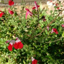 Location: AZ
Date: Spring
This blooms until hard frost, it blooms in solid red, solid white