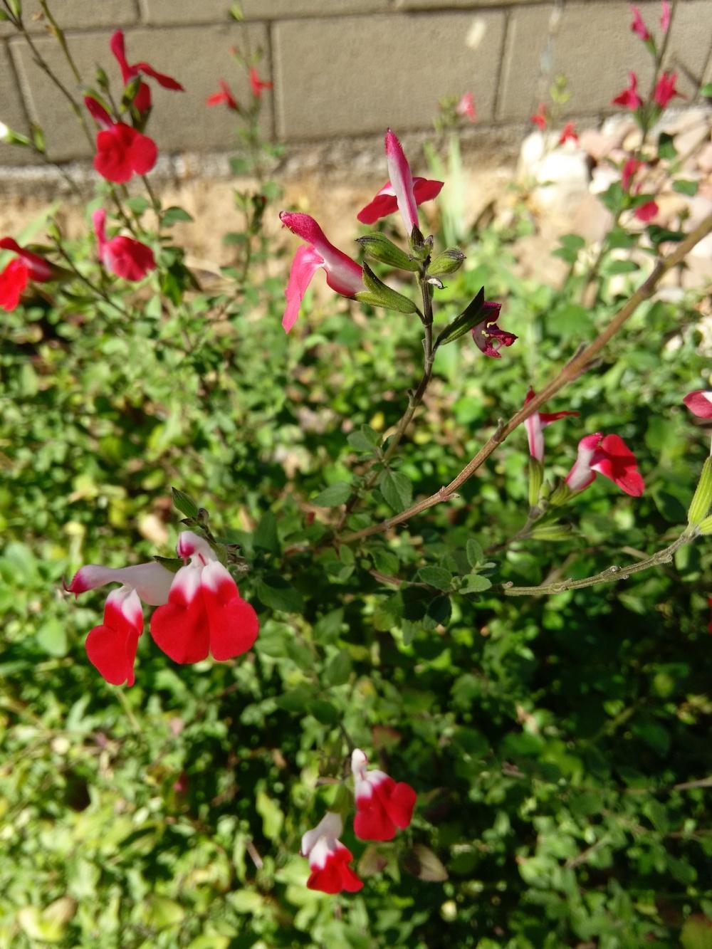 Photo of Blackcurrant Sage (Salvia microphylla 'Hot Lips') uploaded by cocoajuno