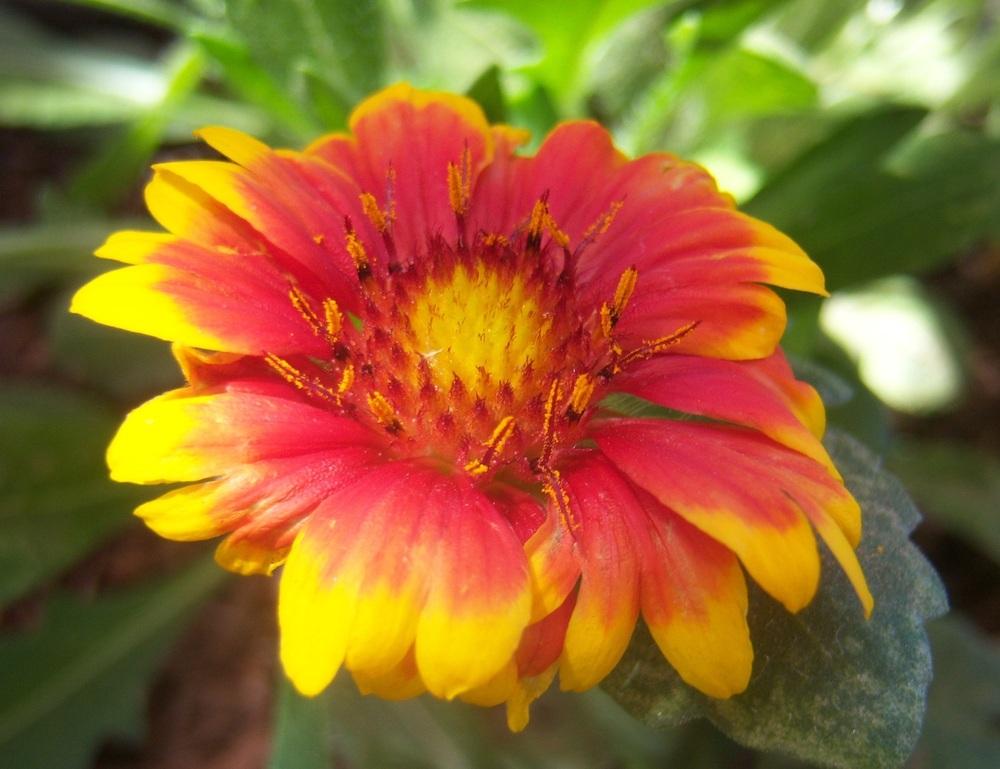Photo of Blanket Flower (Gaillardia 'Arizona Sun') uploaded by cocoajuno