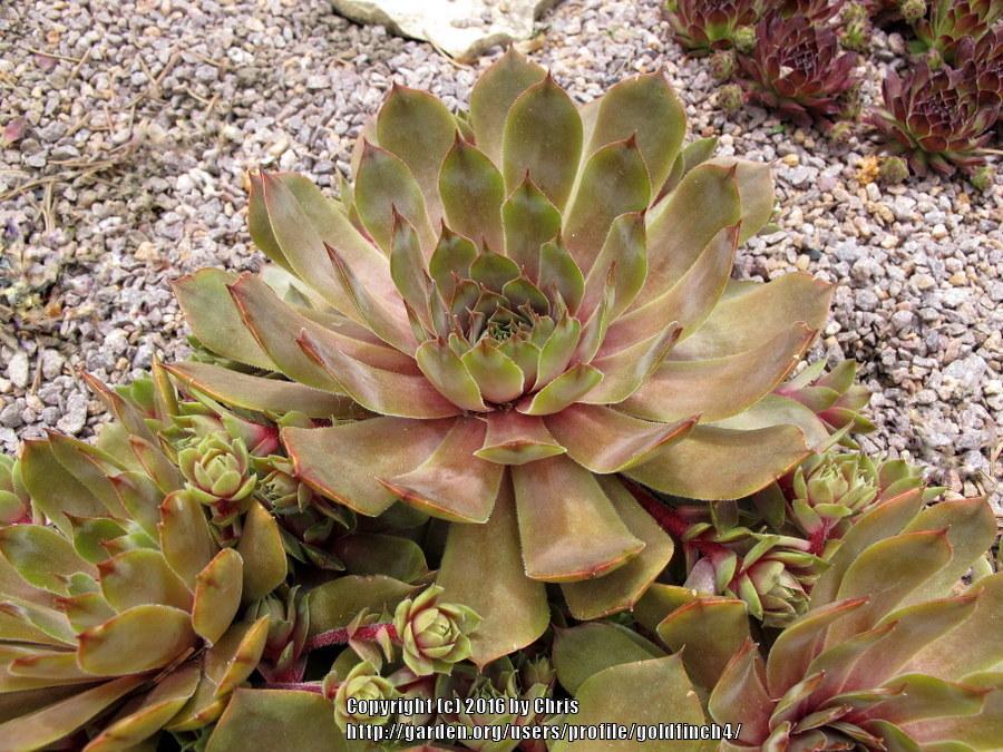 Photo of Hen and Chicks (Sempervivum 'Loes') uploaded by goldfinch4