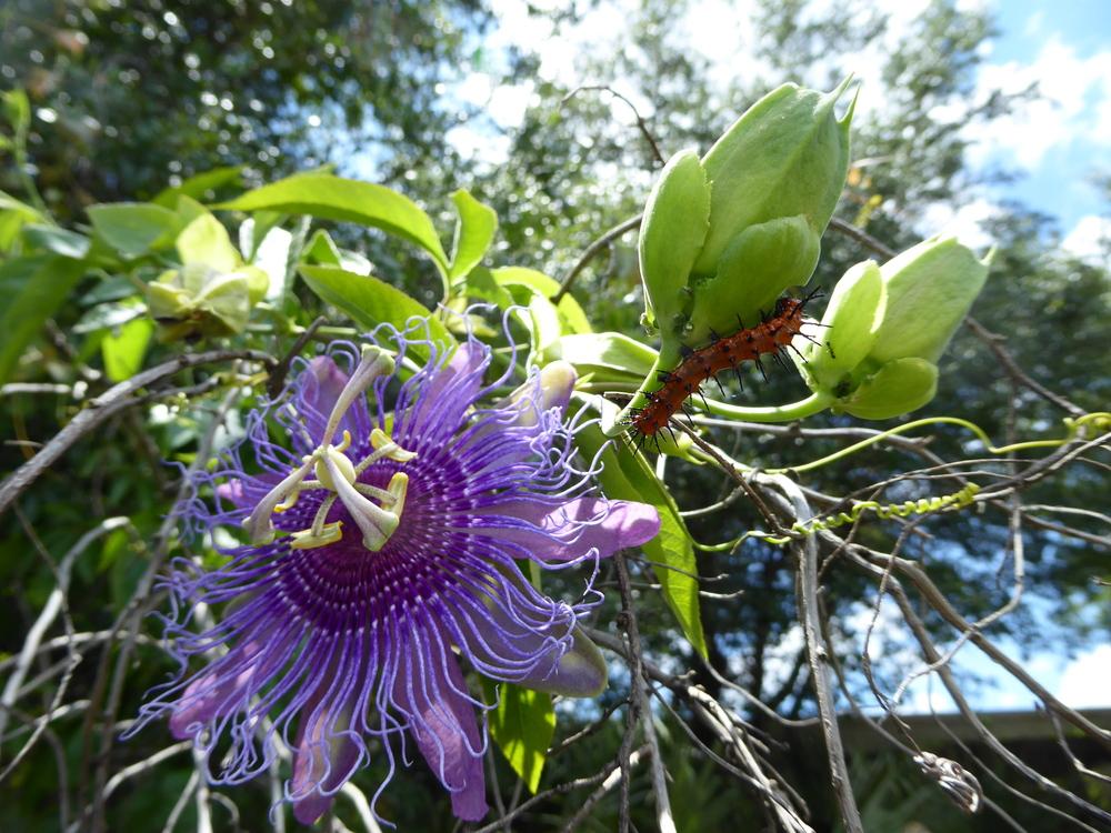 Photo of Maypop (Passiflora incarnata) uploaded by mellielong