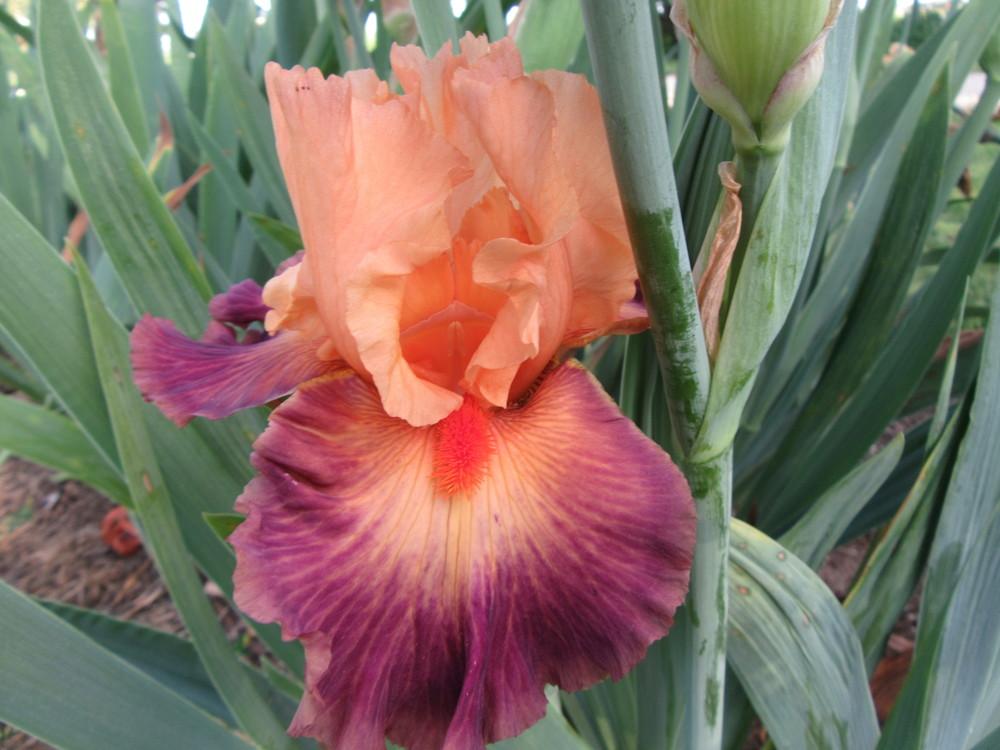 Photo of Tall Bearded Iris (Iris 'Brazilian Art') uploaded by tveguy3