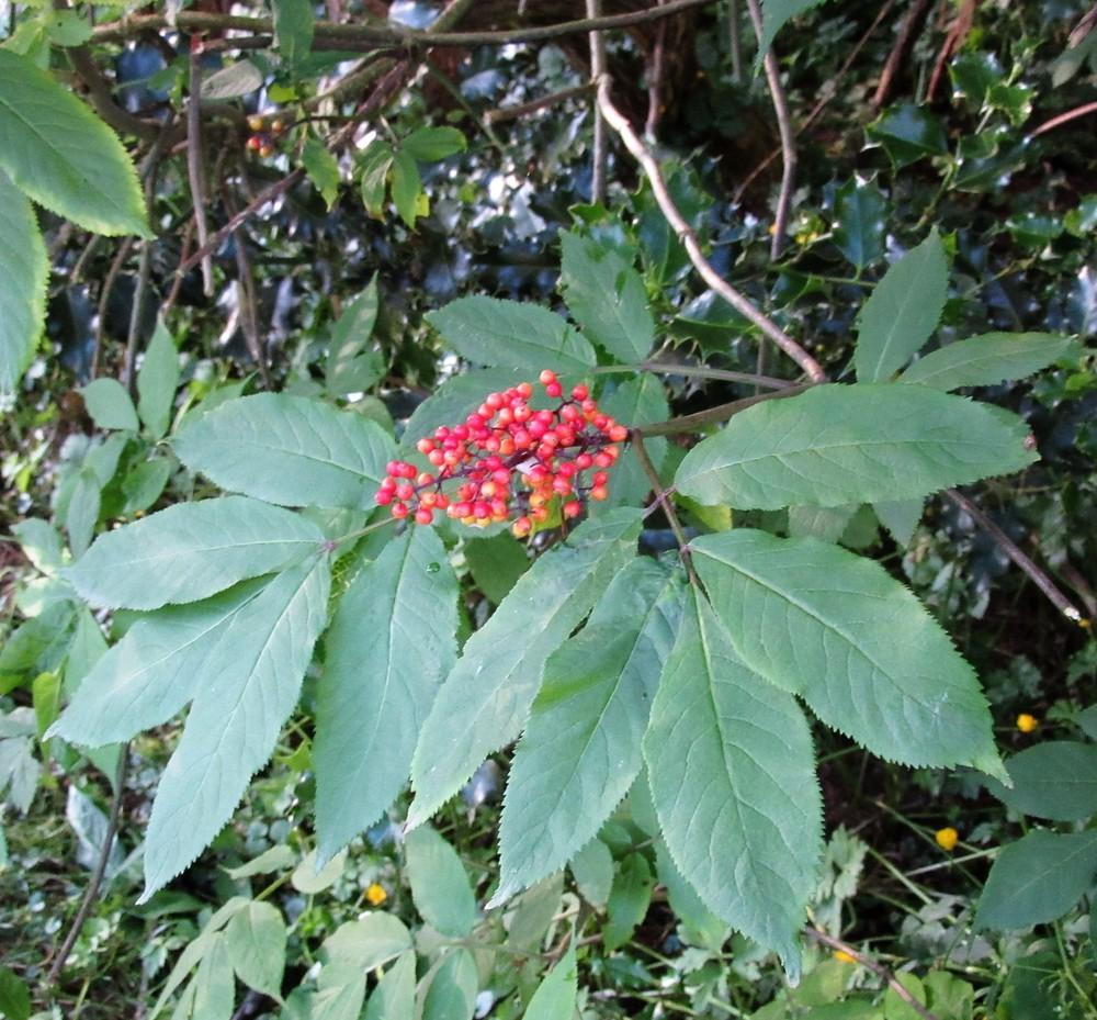 Photo of Red Elderberry (Sambucus racemosa) uploaded by Bonehead