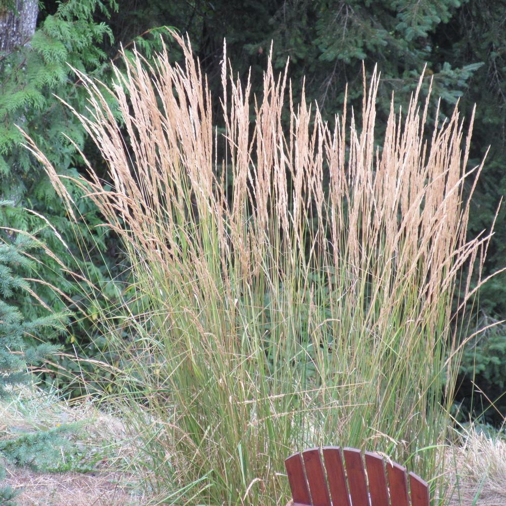 Photo of Feather Reed Grass (Calamagrostis x acutiflora 'Karl Foerster') uploaded by Bonehead