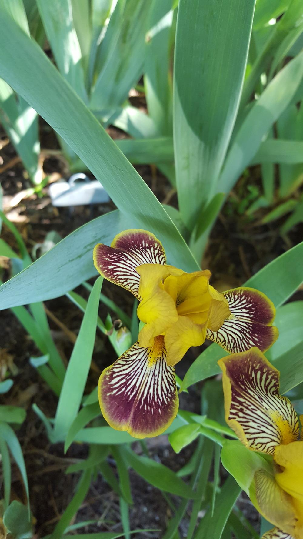 Photo of Miniature Tall Bearded Iris (Iris 'Jack's Pick') uploaded by Dachsylady86