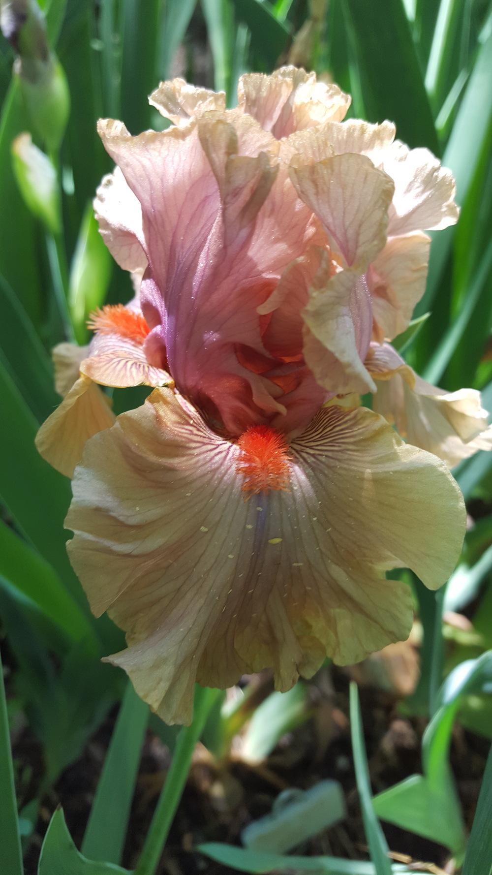 Photo of Tall Bearded Iris (Iris 'Jealous Guy') uploaded by Dachsylady86
