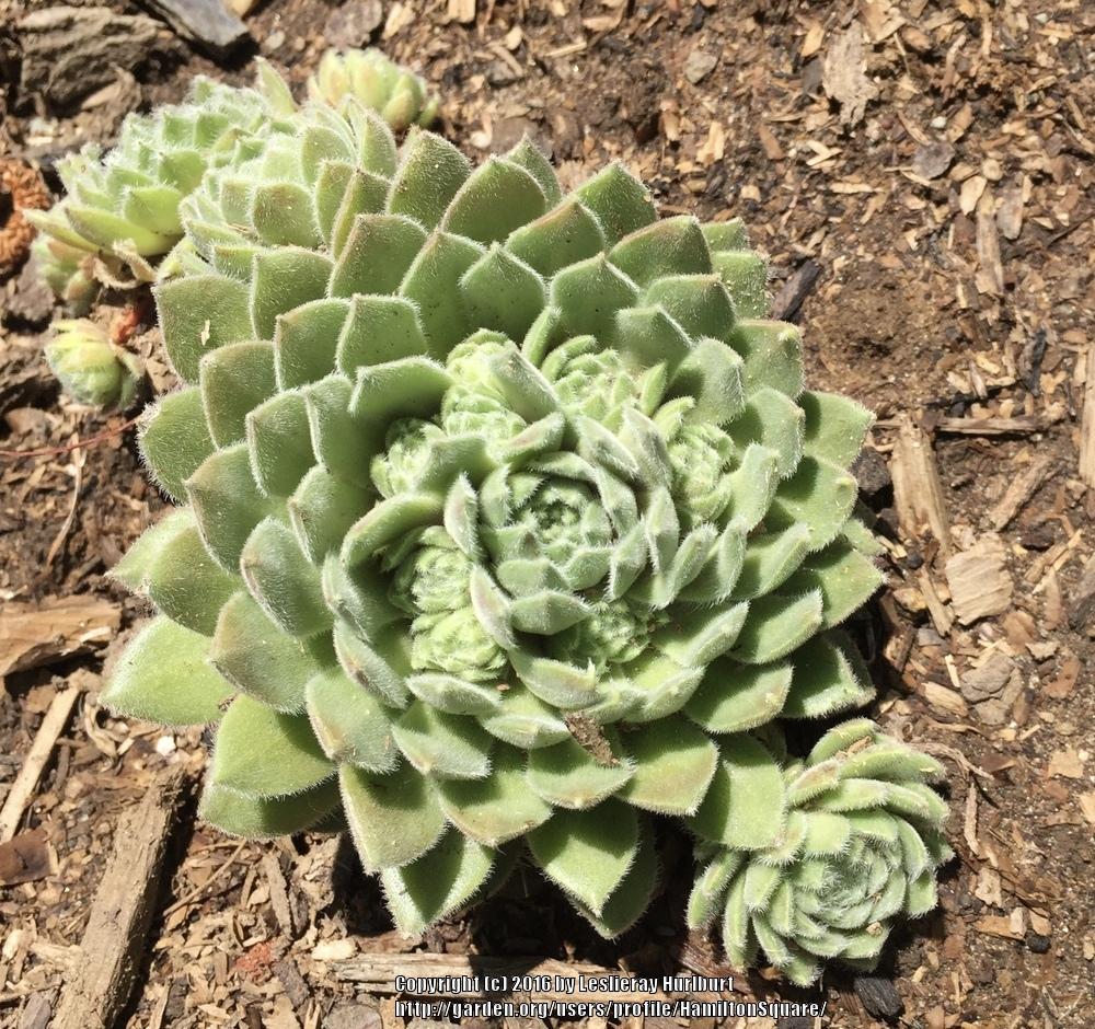 Photo of Hen and Chicks (Sempervivum 'Pacific Plum Fuzzy') uploaded by HamiltonSquare