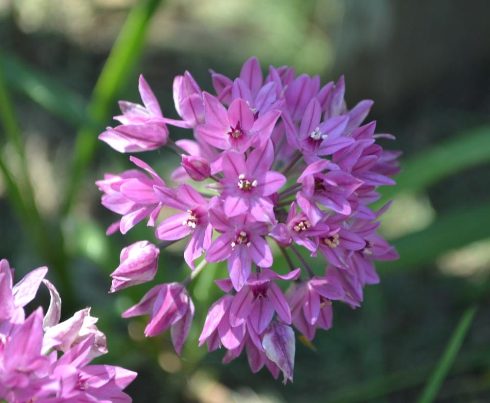 Photo of Pink Lily Leek (Allium oreophilum) uploaded by HollyAnnS