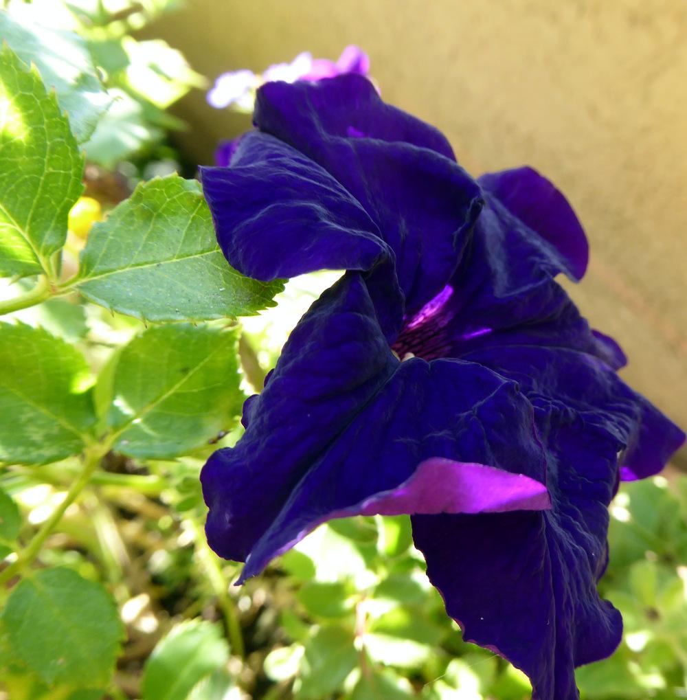 Photo of Multiflora Spreading/Trailing Petunia (Petunia Supertunia® Royal Velvet) uploaded by JulieB