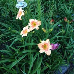 Location: Little garden of Big Dreams, Dayton KY
Blooming singles (cool early morning shot)