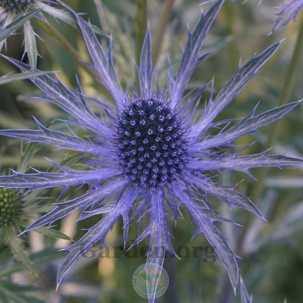 Photo of Sea Holly (Eryngium 'Sapphire Blue') uploaded by Patty