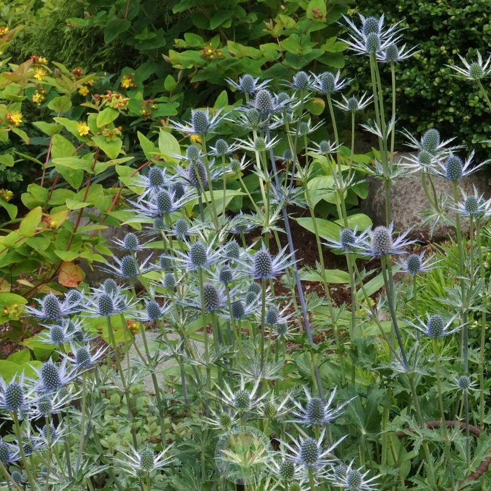 Photo of Sea Holly (Eryngium 'Sapphire Blue') uploaded by Patty