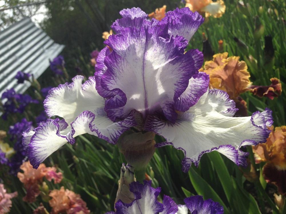 Photo of Tall Bearded Iris (Iris 'Freedom Song') uploaded by SpringGreenThumb