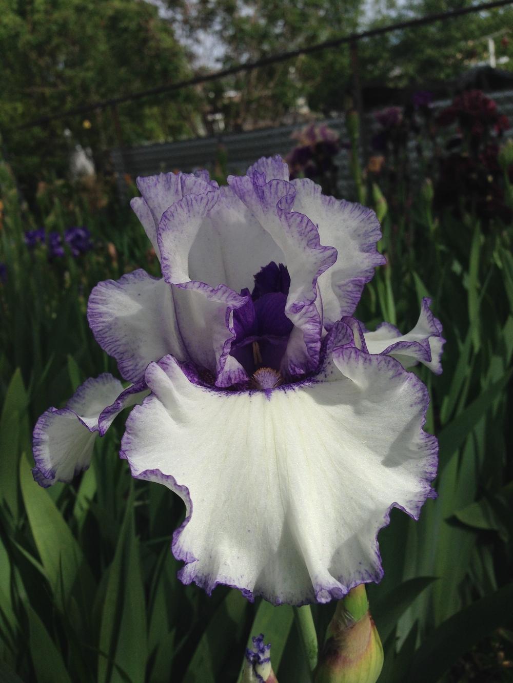 Photo of Tall Bearded Iris (Iris 'Patriotic Heart') uploaded by SpringGreenThumb
