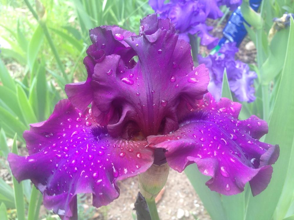 Photo of Tall Bearded Iris (Iris 'Swingtown') uploaded by SpringGreenThumb
