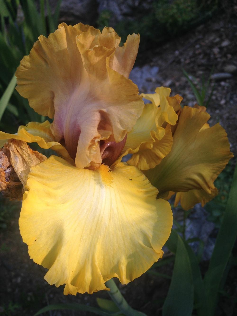 Photo of Tall Bearded Iris (Iris 'Nouveau Riche') uploaded by SpringGreenThumb