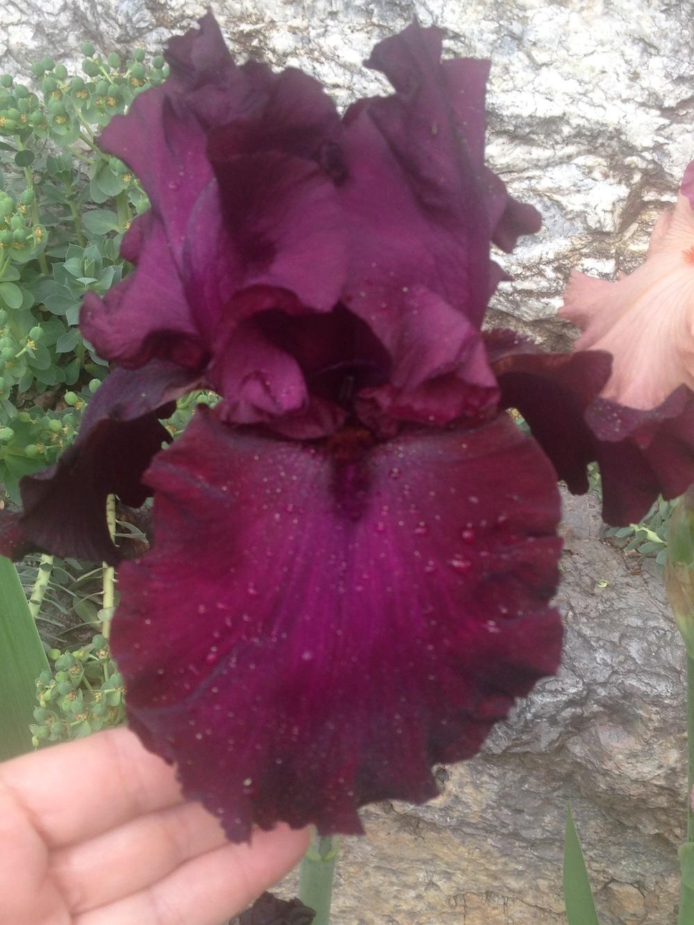 Photo of Tall Bearded Iris (Iris 'Lenten Prayer') uploaded by SpringGreenThumb