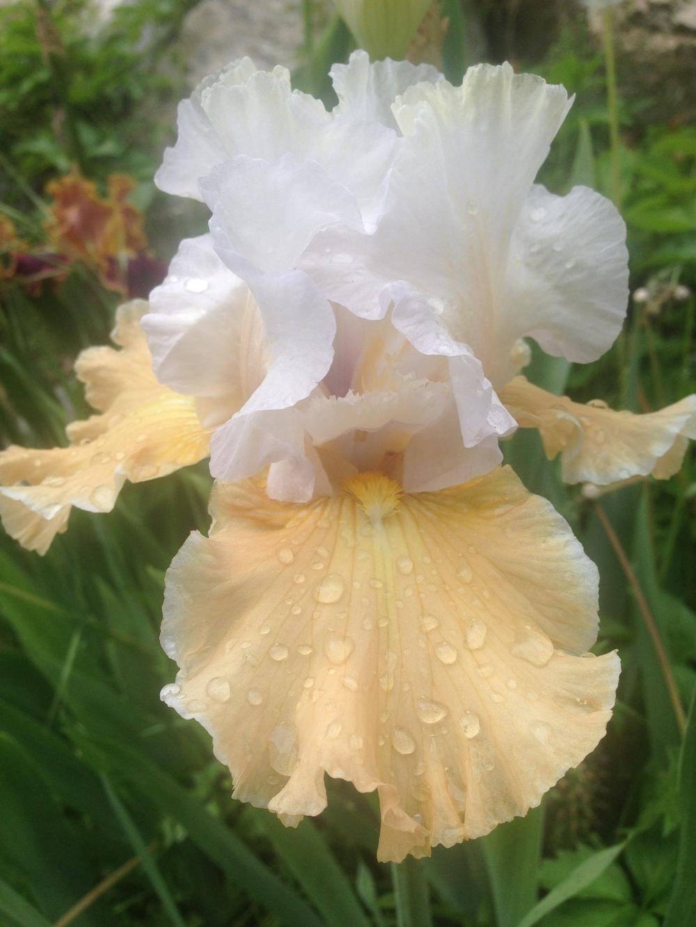Photo of Tall Bearded Iris (Iris 'Champagne Elegance') uploaded by SpringGreenThumb