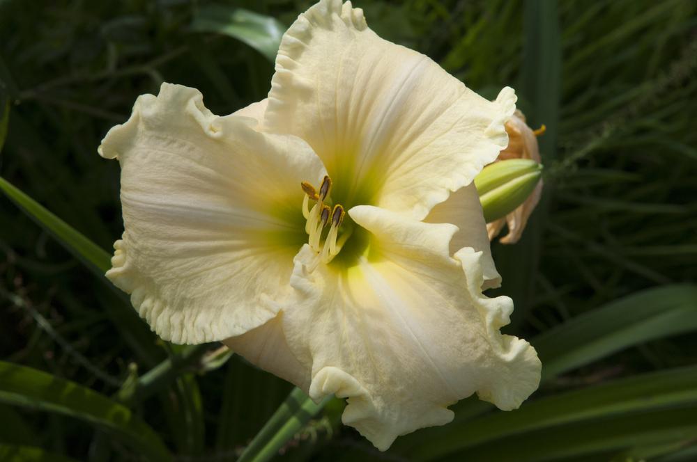 Photo of Daylily (Hemerocallis 'Key Lime Special') uploaded by cliftoncat