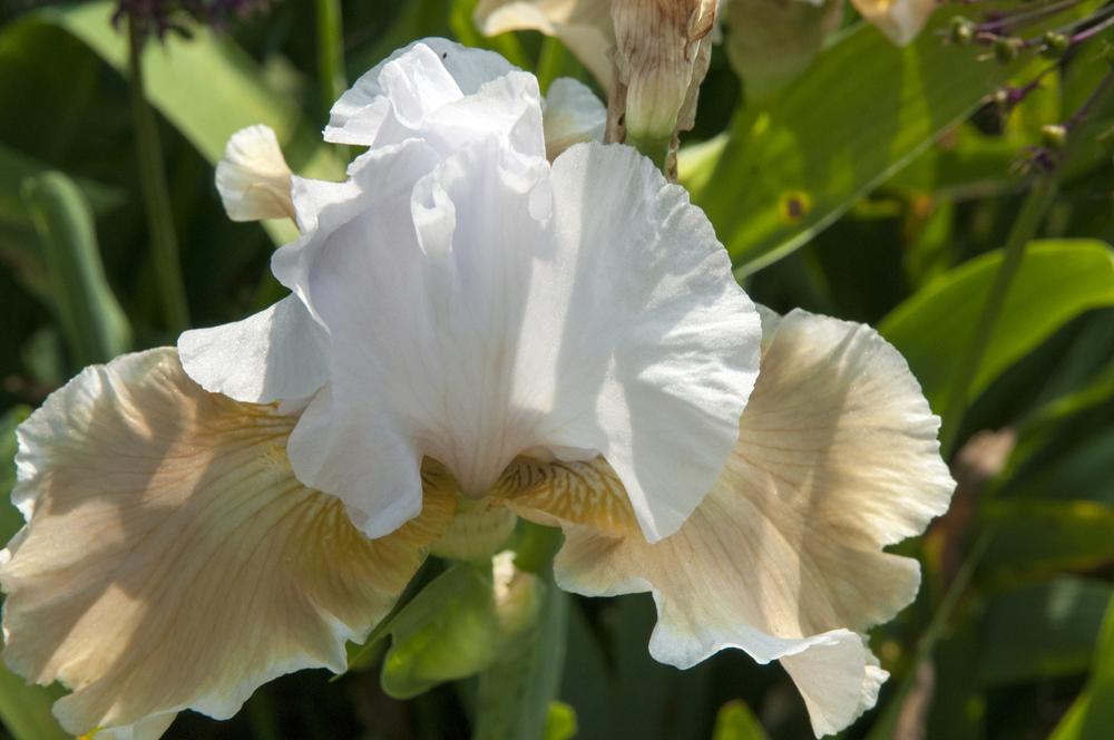 Photo of Tall Bearded Iris (Iris 'Champagne Elegance') uploaded by cliftoncat
