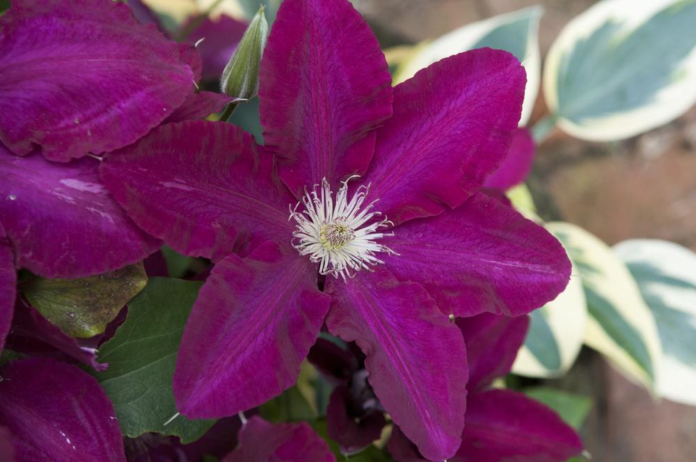 Photo of Clematis Rebecca™ uploaded by cliftoncat