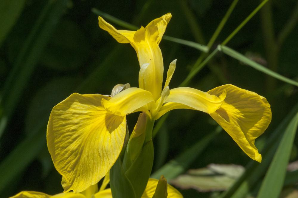 Photo of Yellow Flag (Iris pseudacorus) uploaded by cliftoncat