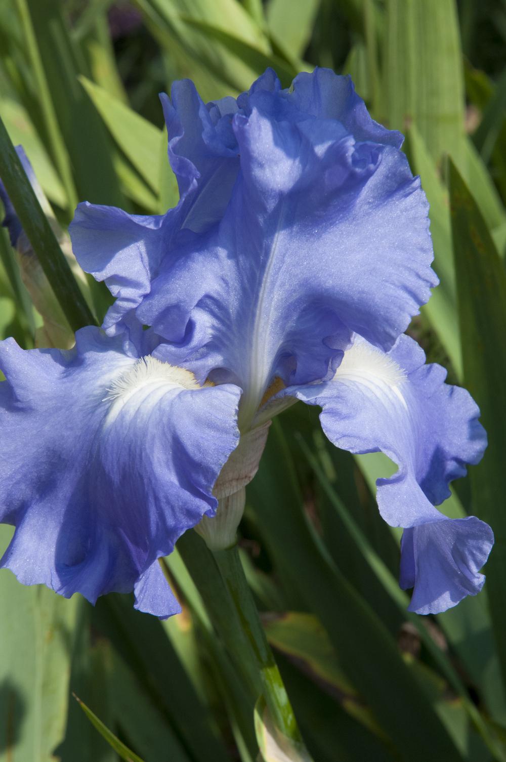 Photo of Tall Bearded Iris (Iris 'Victoria Falls') uploaded by cliftoncat