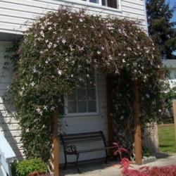 Location: WA
Date: Spring
Aggressive but more than worth it, this is my favorite Clematis.