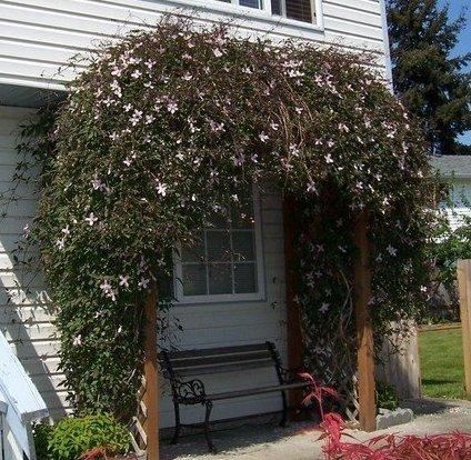 Photo of Clematis (Clematis montana 'Mayleen') uploaded by cocoajuno