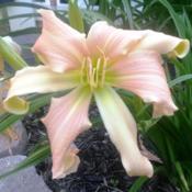 First daylily to bloom in the Garden