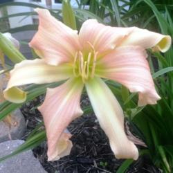Location: Catonsville, MD
Date: 2016-05-30
First daylily to bloom in the Garden