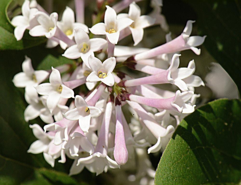 Photo of Manchurian Lilac (Syringa pubescens subsp. patula 'Miss Kim') uploaded by marsrover