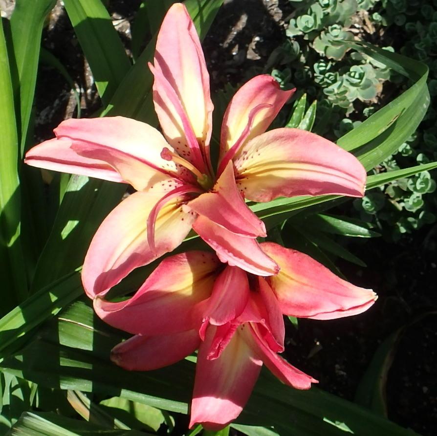 Photo of Lily (Lilium 'Strawberry Custard') uploaded by stilldew