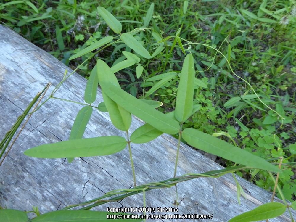 Photo of Sampson's Snakeroot (Orbexilum pedunculatum) uploaded by wildflowers