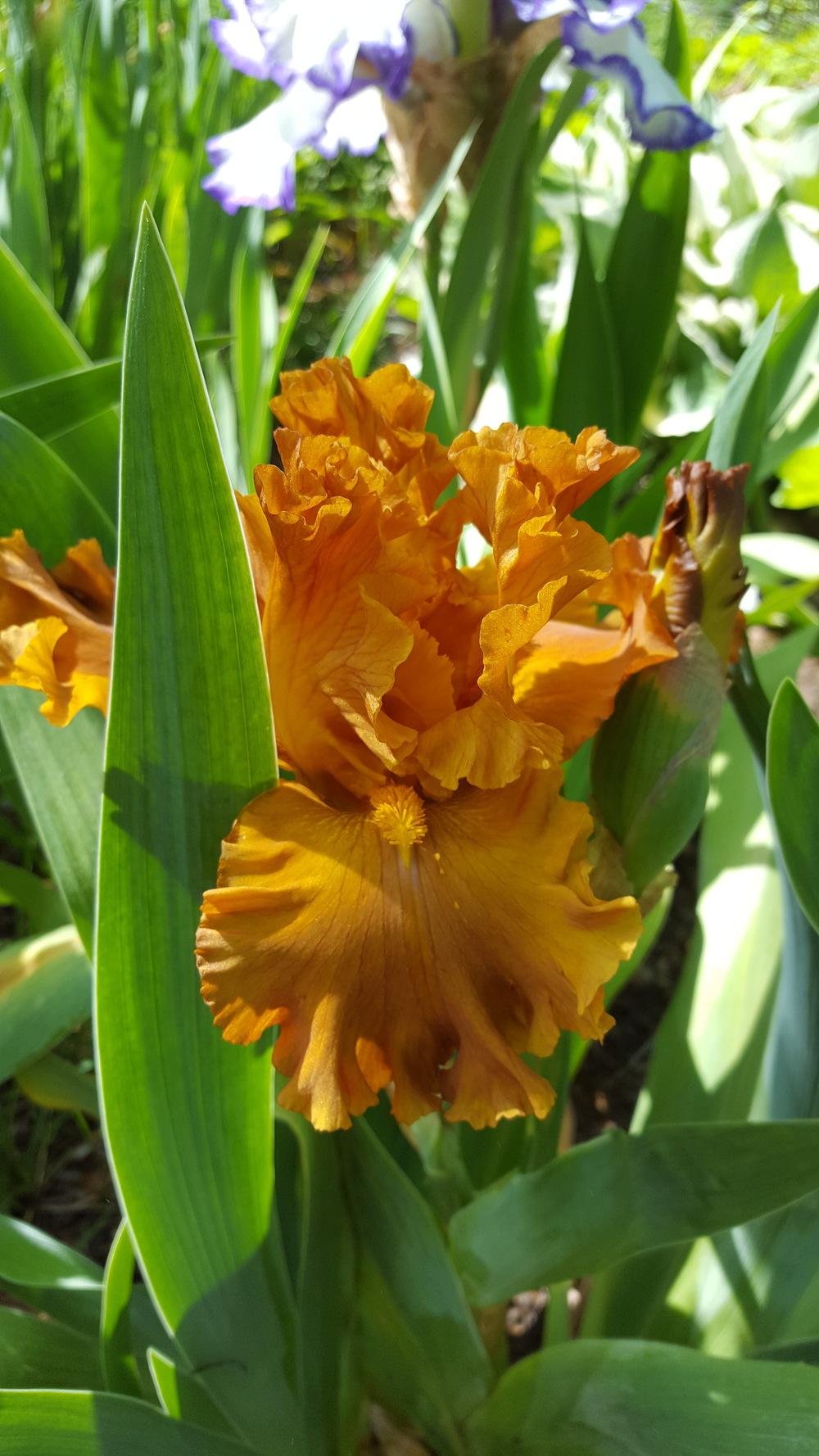 Photo of Tall Bearded Iris (Iris 'Golden Panther') uploaded by Dachsylady86