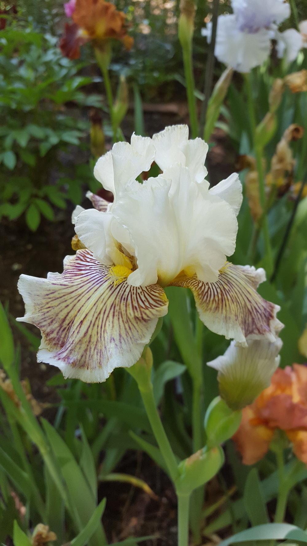 Photo of Tall Bearded Iris (Iris 'Spring Madness') uploaded by Dachsylady86