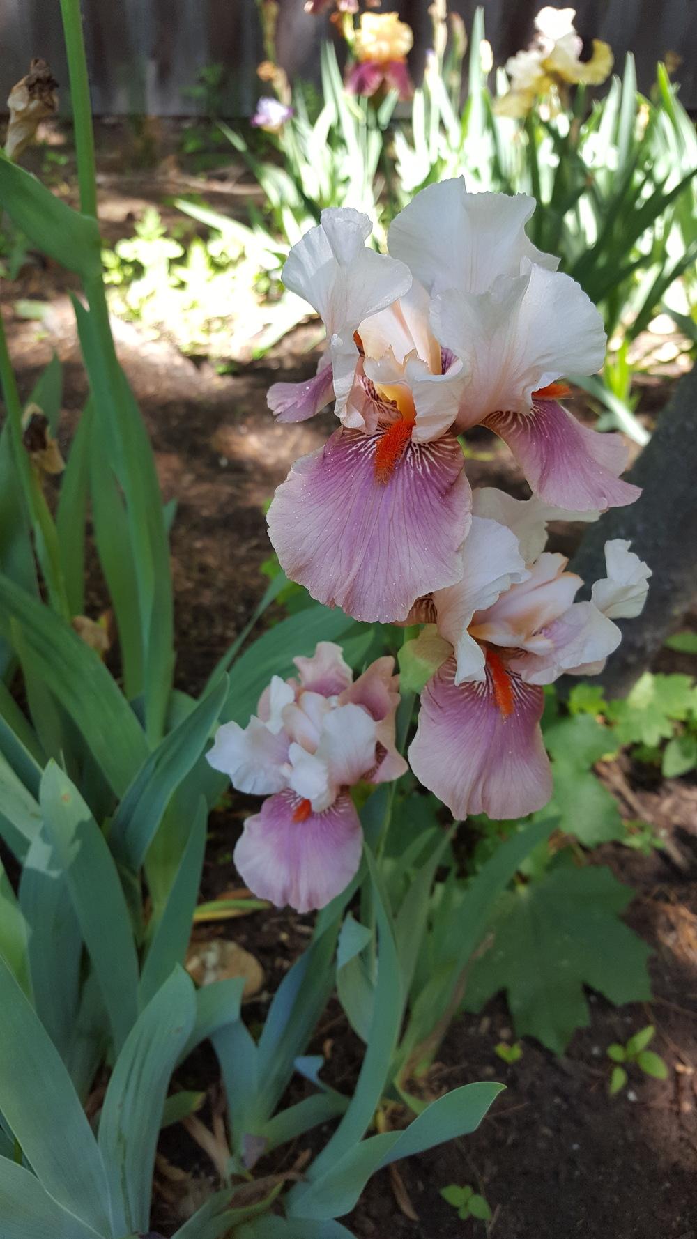 Photo of Tall Bearded Iris (Iris 'Chinese Treasure') uploaded by Dachsylady86