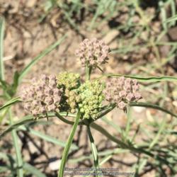 Location: Native Plants Demonstration Garden, Historic City Cemetery, Sacramento CA.
Date: 2016-06-09
Zone 9b. One of a large troupe of plants here that should be wond