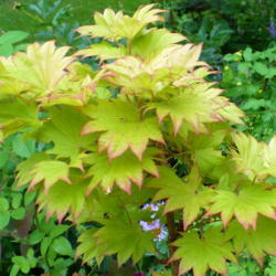 Location: Riverview, Robson, B.C.
Date: 2009-07-13
 8:00 pm. Wonderful leaf shapes.