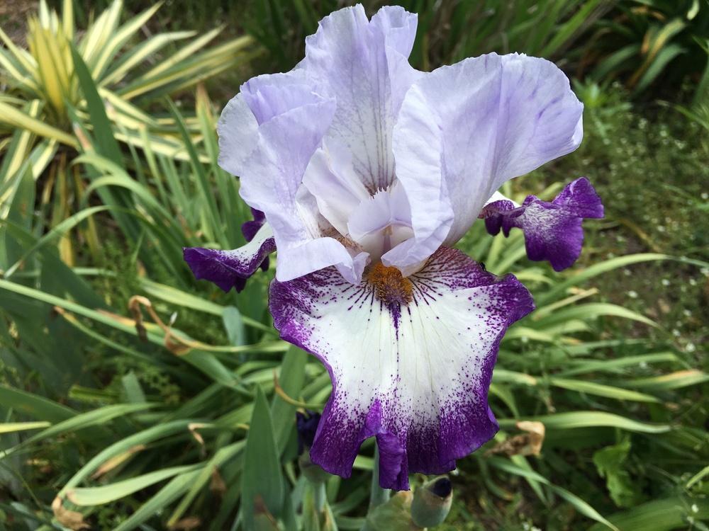 Photo of Tall Bearded Iris (Iris 'Everything Plus') uploaded by Misawa77