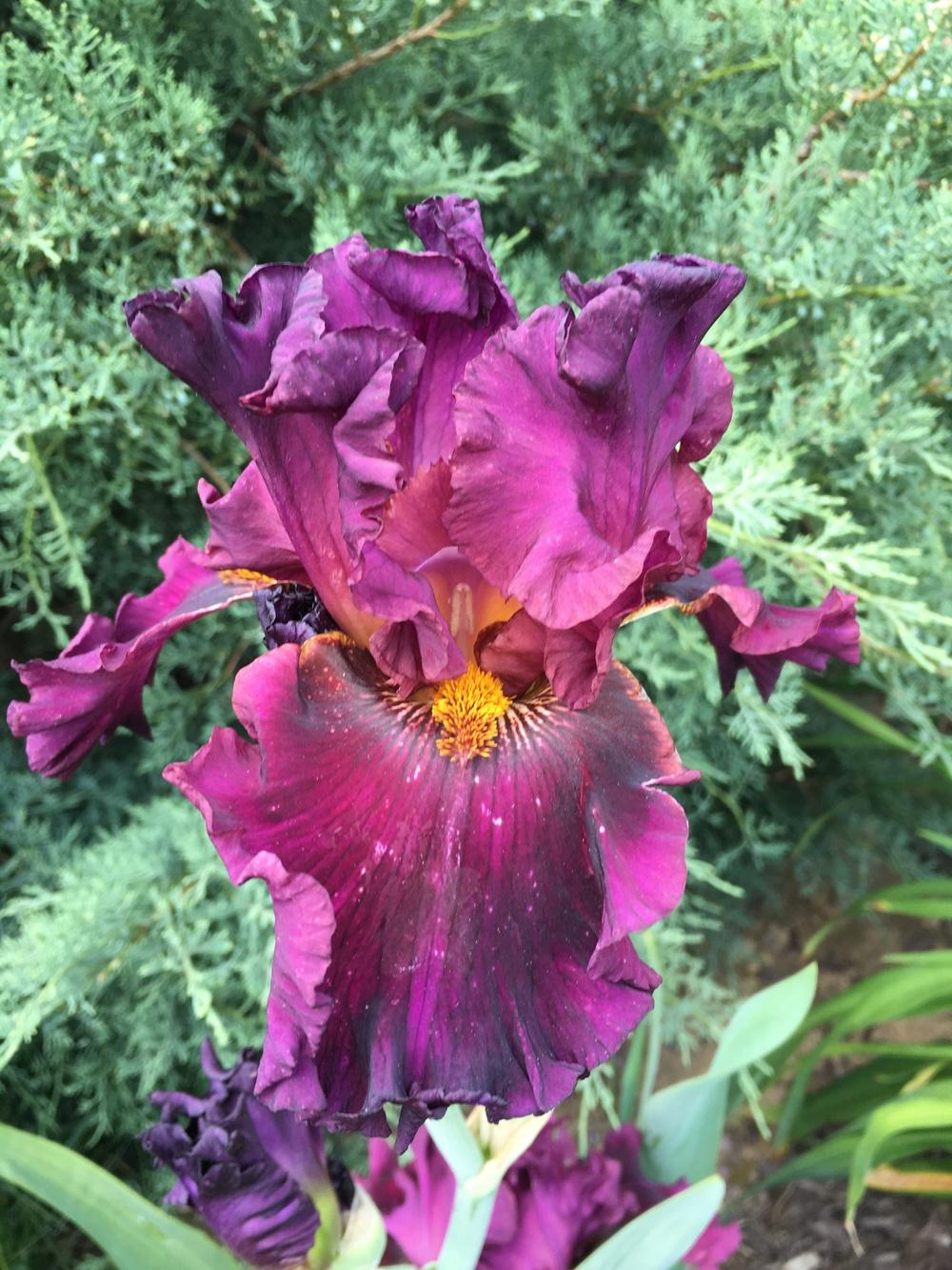 Photo of Tall Bearded Iris (Iris 'Name Game') uploaded by Misawa77