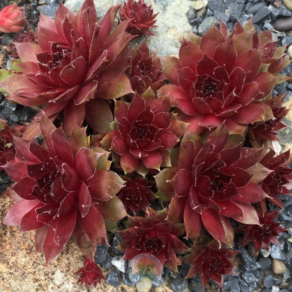 Photo of Hen and Chicks (Sempervivum 'Spinell') uploaded by Patty