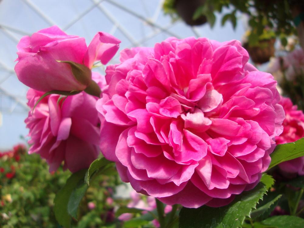 Photo of English Shrub Rose (Rosa 'The Prince') uploaded by Paul2032