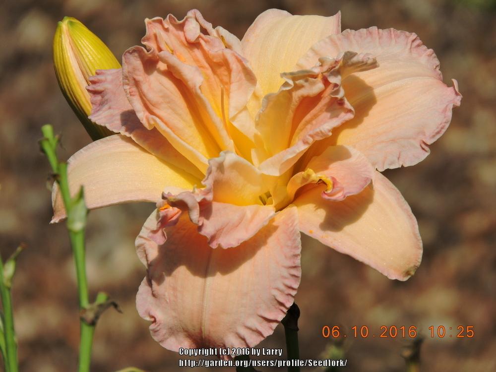 Photo of Daylily (Hemerocallis 'Scatterbrain') uploaded by Seedfork